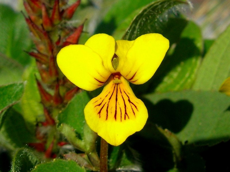 Image of Viola avatschensis specimen.