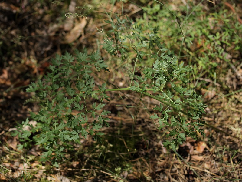 Image of Peucedanum oreoselinum specimen.