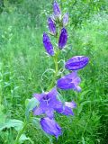 Campanula latifolia. Соцветие. Окр. Томска, заброшенный садовый участок. 09.07.2009.