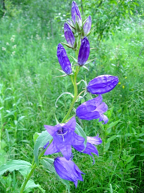 Image of Campanula latifolia specimen.