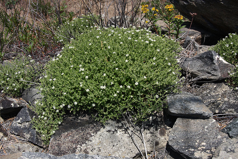 Image of Stellaria dichotoma specimen.