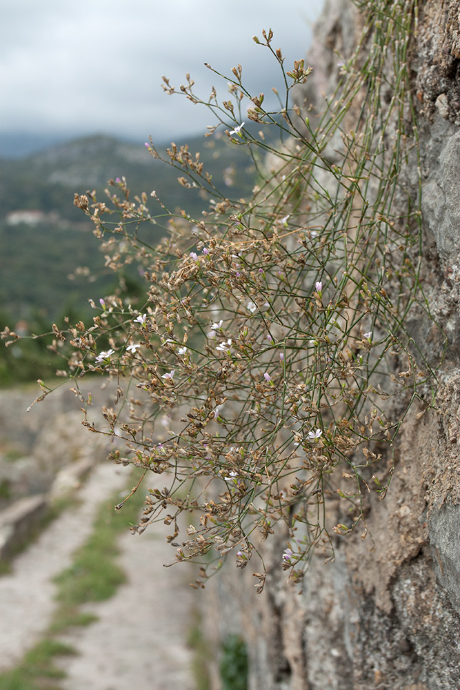 Изображение особи Petrorhagia saxifraga.