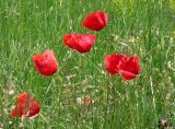 Смотреть изображение Papaver rhoeas