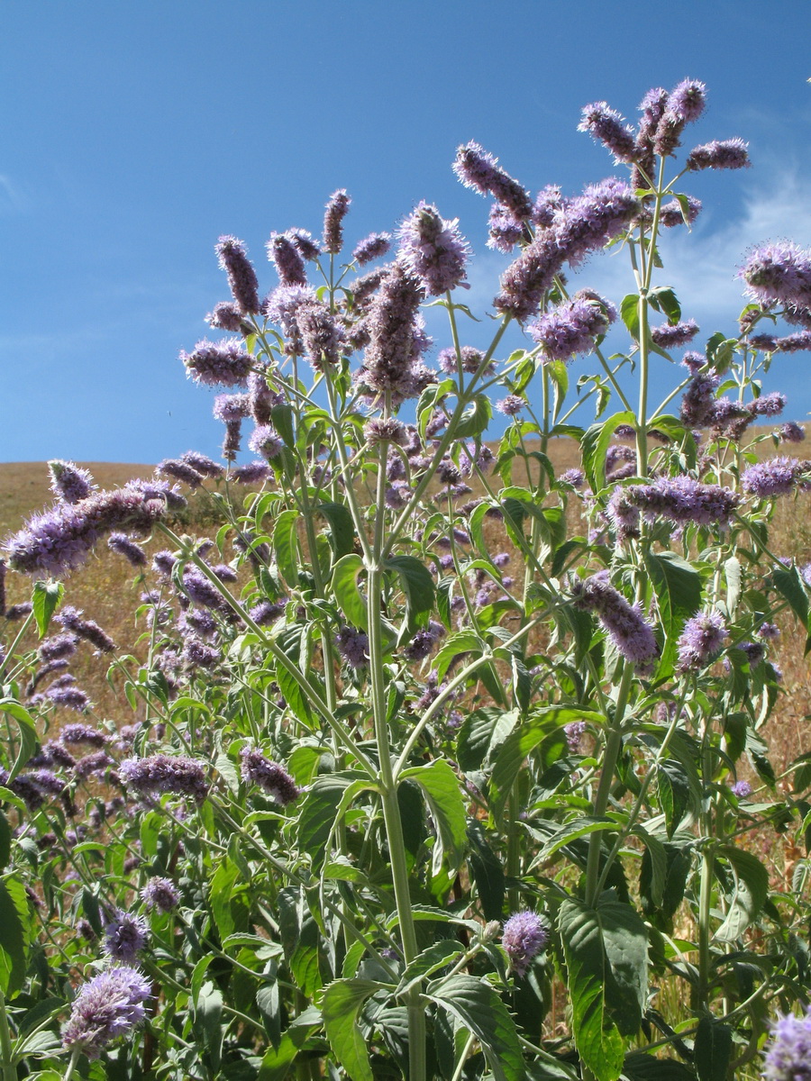 Image of Mentha asiatica specimen.