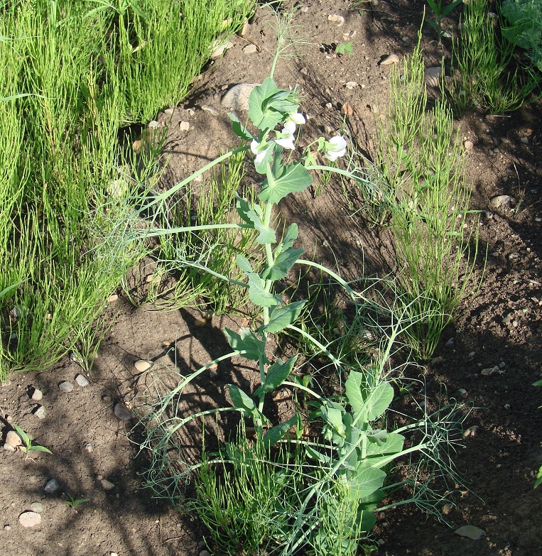 Image of Pisum sativum specimen.