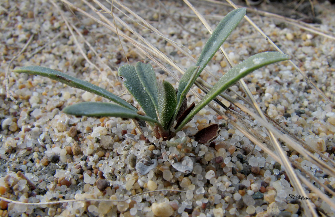 Изображение особи Limonium &times; erectiflorum.