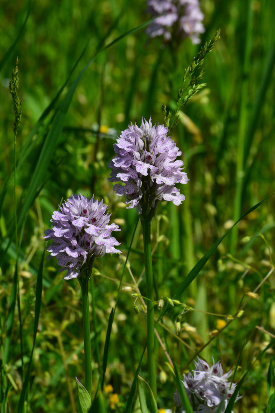 Изображение особи Neotinea tridentata.