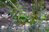 Populus afghanica