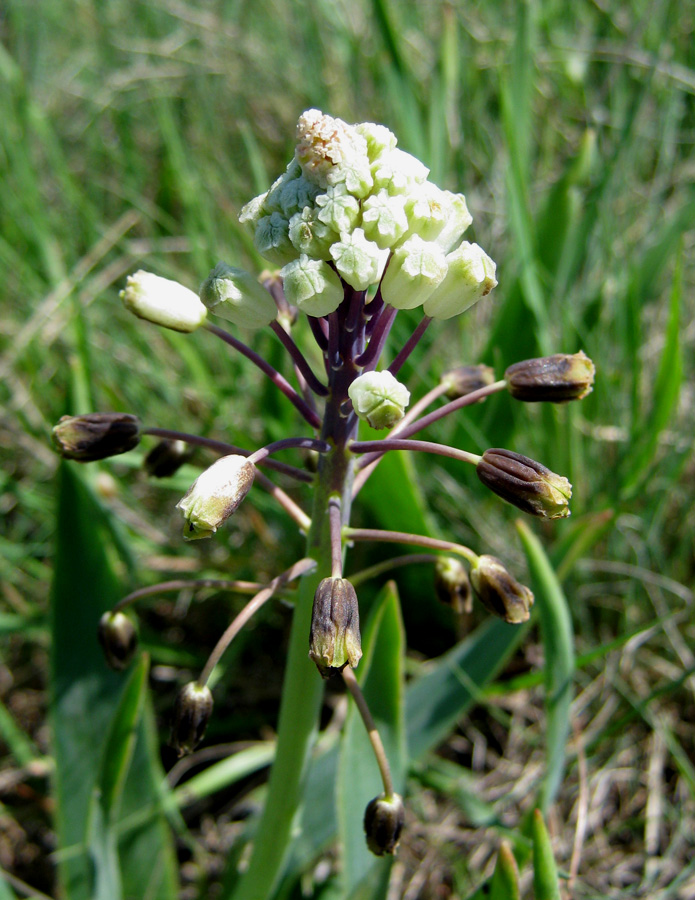 Image of Bellevalia sarmatica specimen.