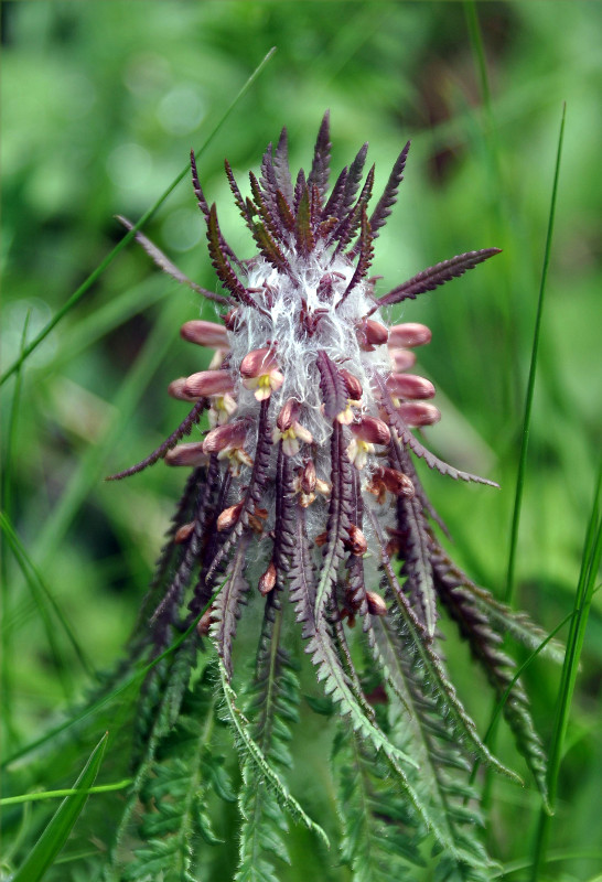 Image of Pedicularis wilhelmsiana specimen.