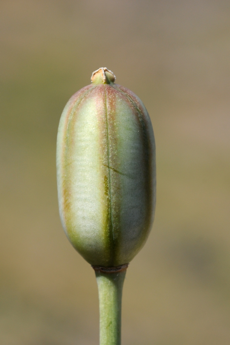 Image of Tulipa brachystemon specimen.