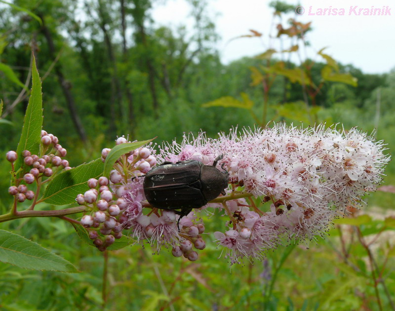 Image of Spiraea salicifolia specimen.