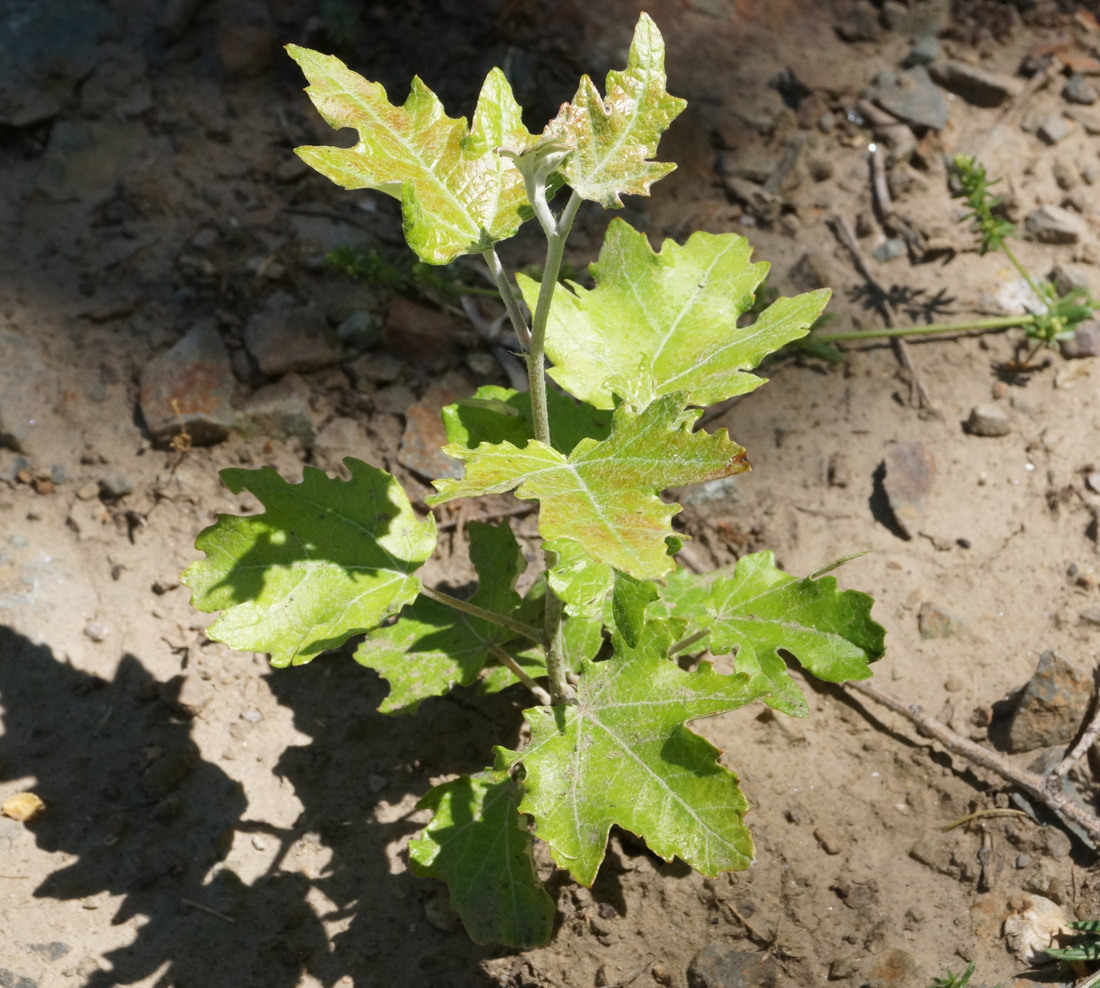 Изображение особи Populus alba.