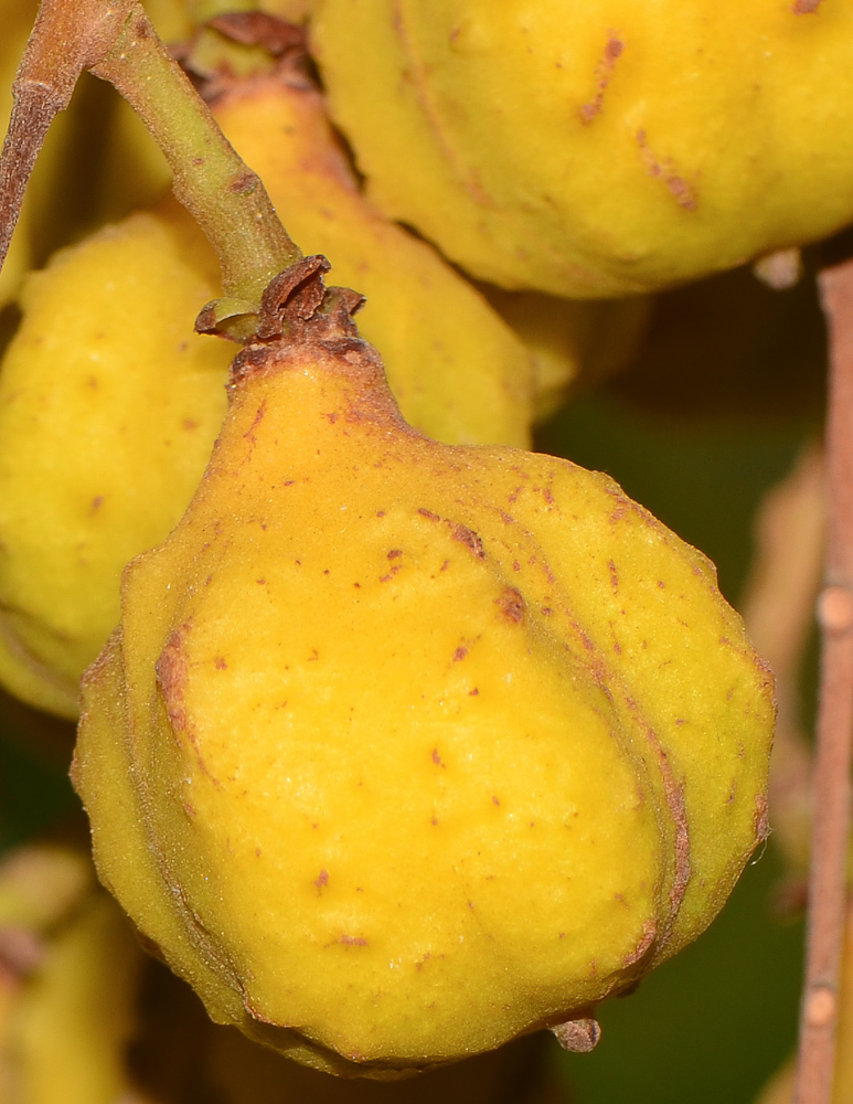 Image of Cupaniopsis anacardioides specimen.