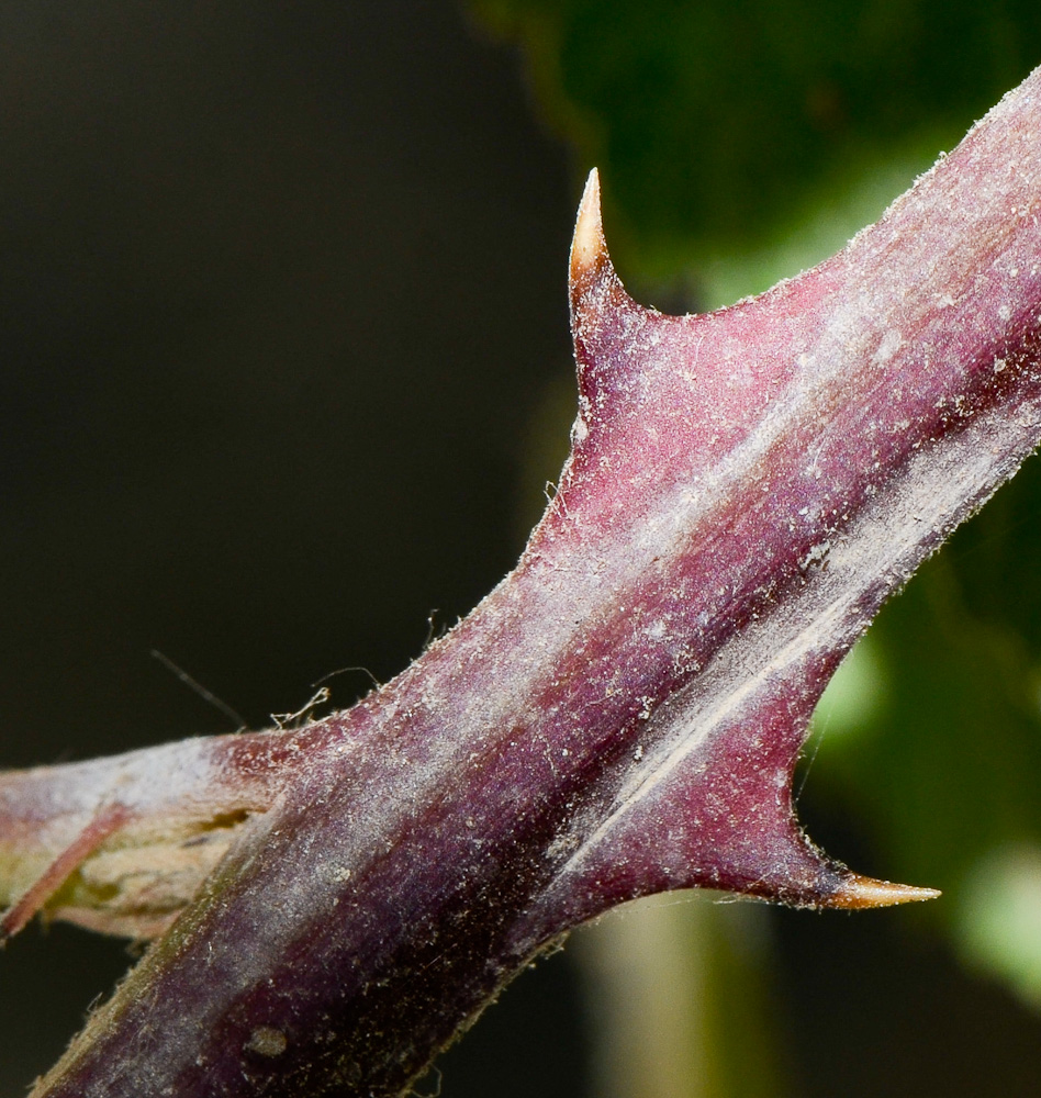 Image of Rubus sanctus specimen.