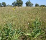 Sonchus arvensis subspecies uliginosus. Цветущие растения. Восточный Казахстан, Уланский р-н, окр. с. Украинка, луг. 19.08.2012.