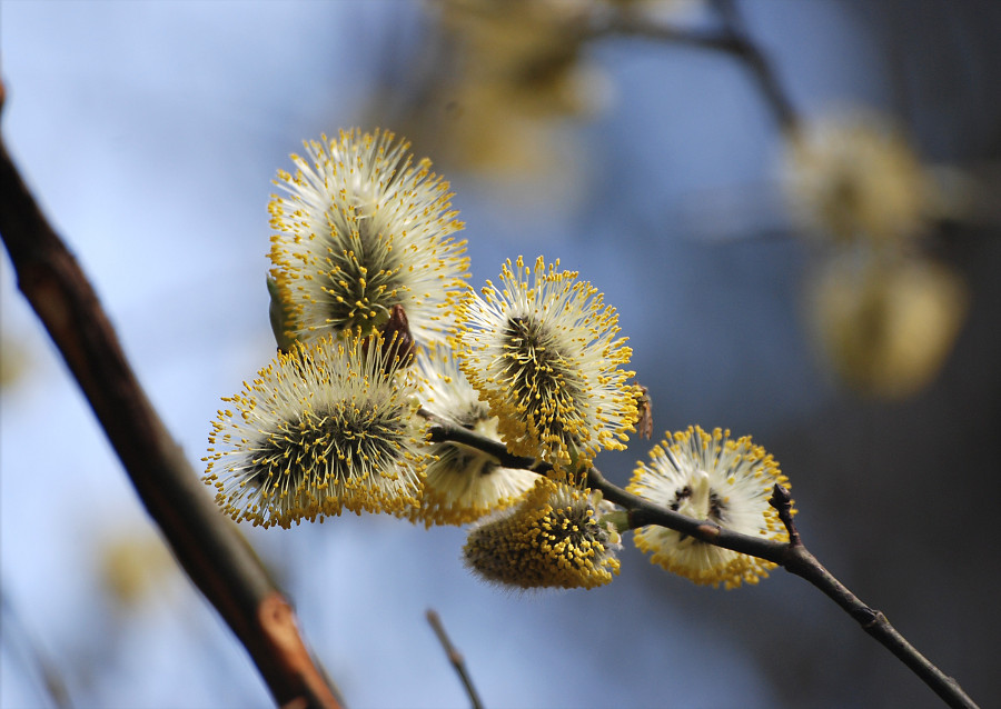 Image of Salix caprea specimen.