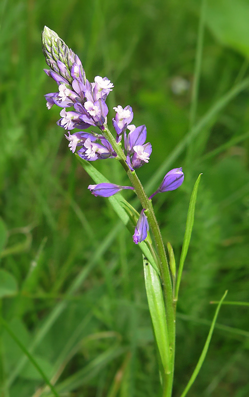 Изображение особи Polygala comosa.