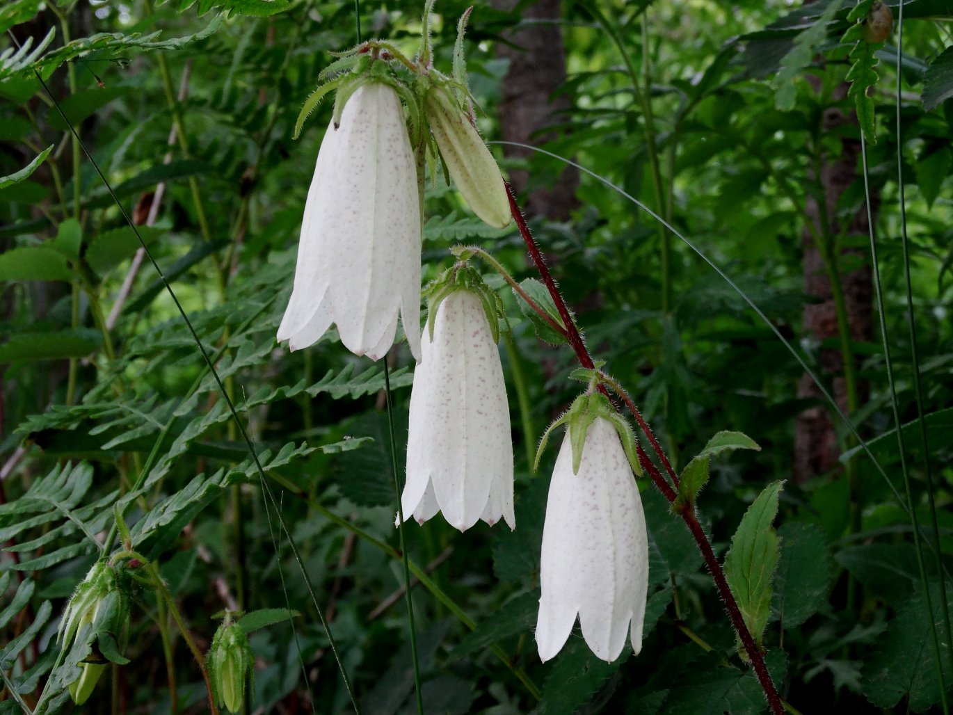 Image of Campanula punctata specimen.