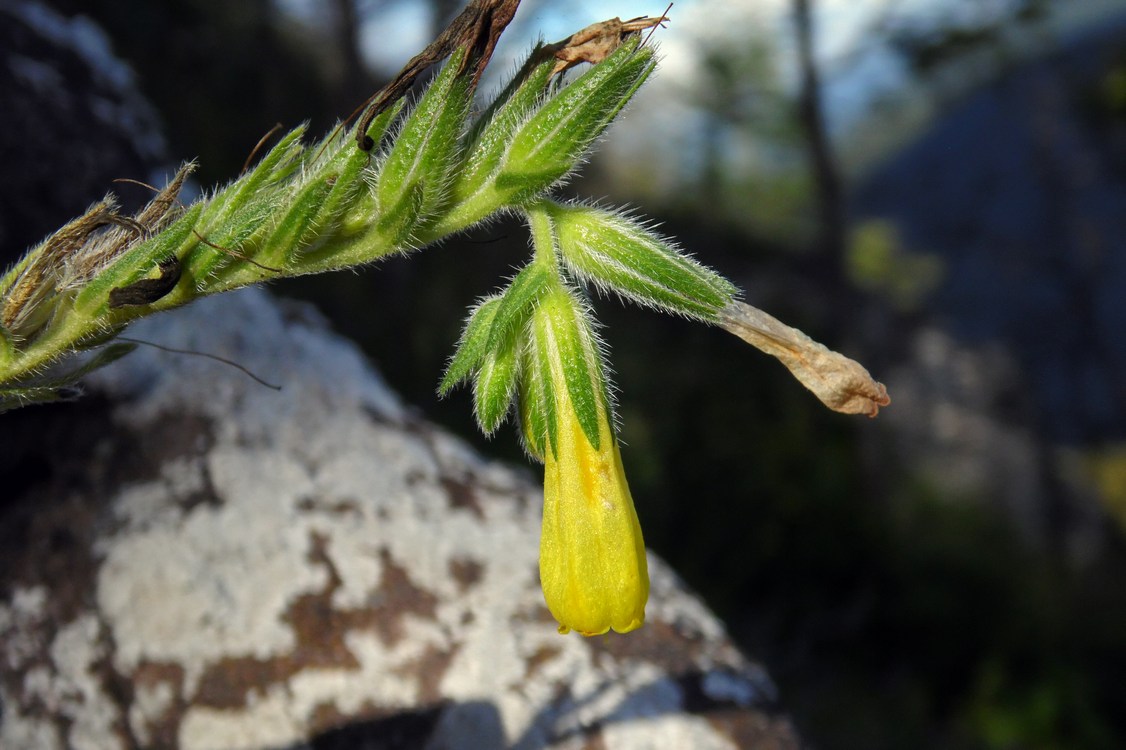 Image of Onosma caucasica specimen.