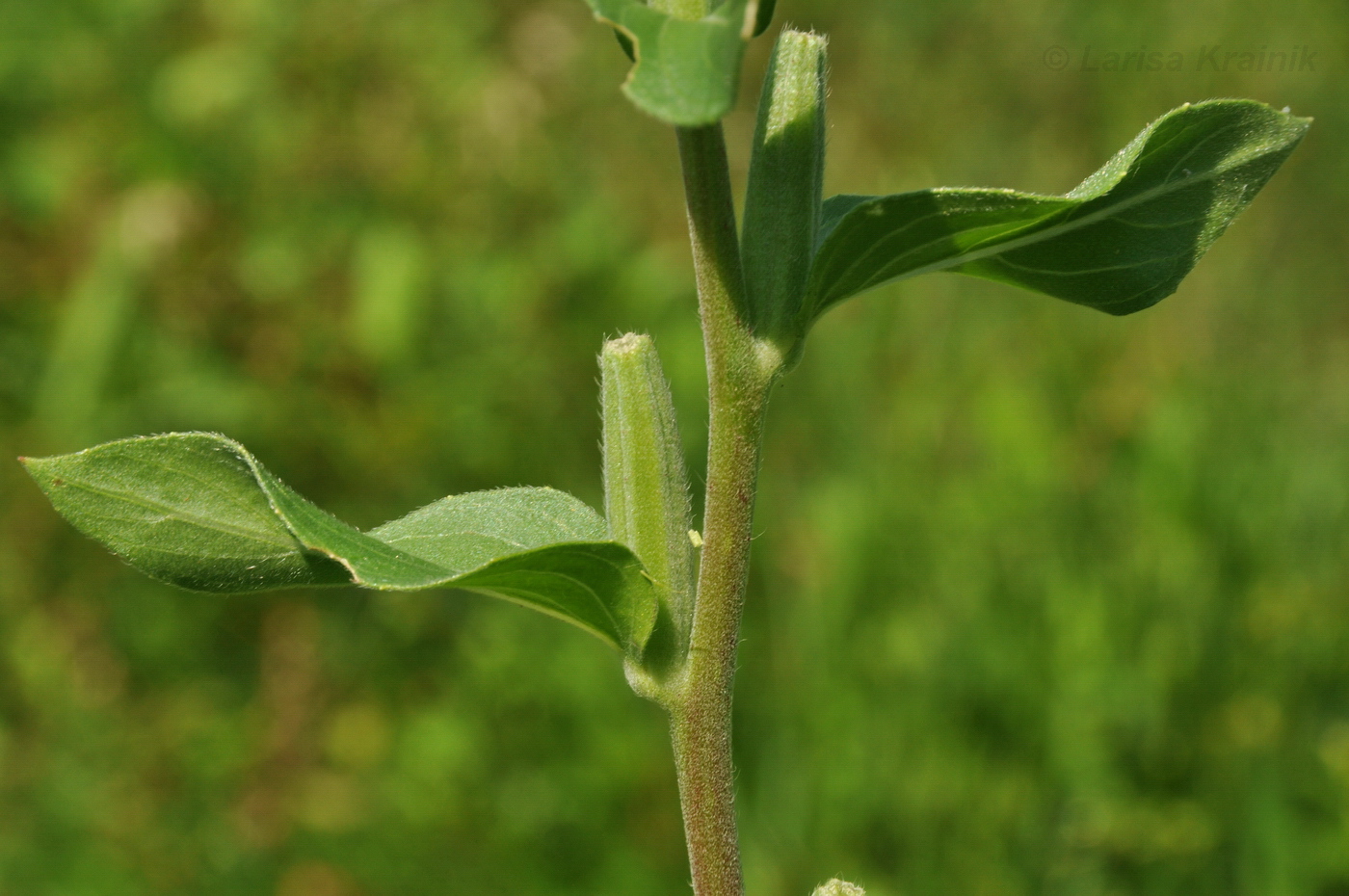 Image of genus Oenothera specimen.