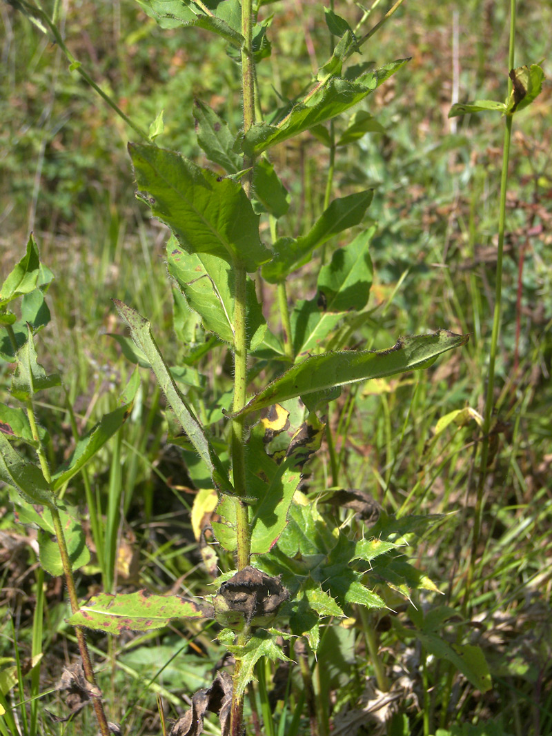 Image of Hieracium leptoprenanthes specimen.