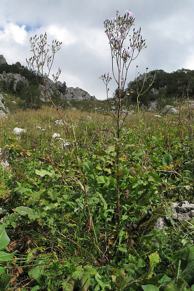 Image of Cicerbita racemosa specimen.