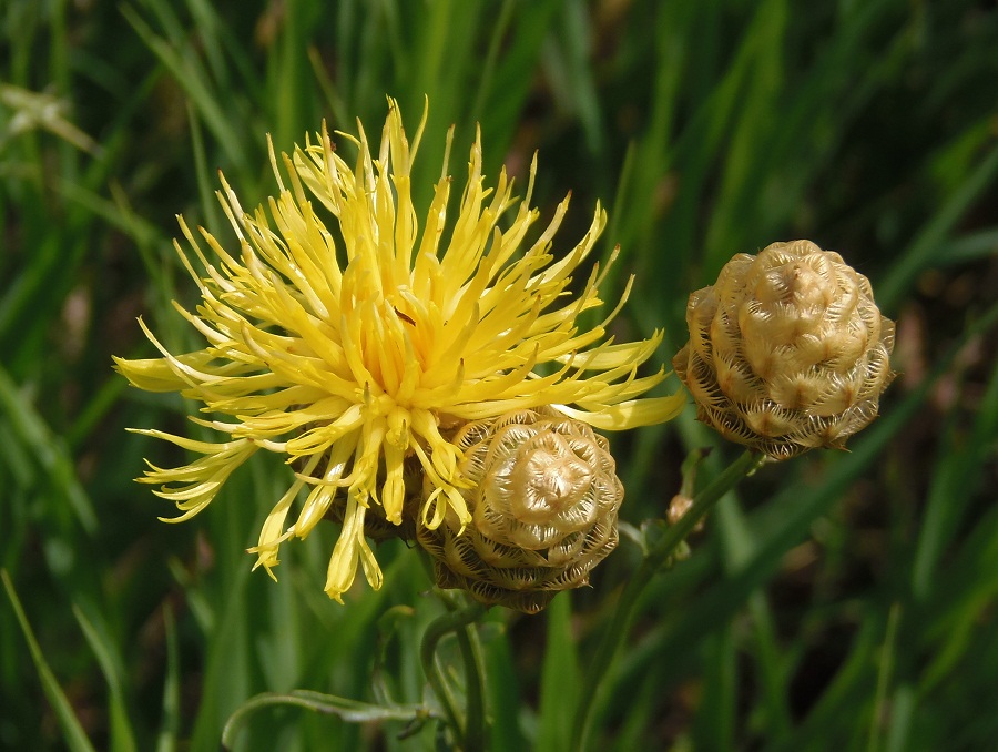 Image of Centaurea orientalis specimen.