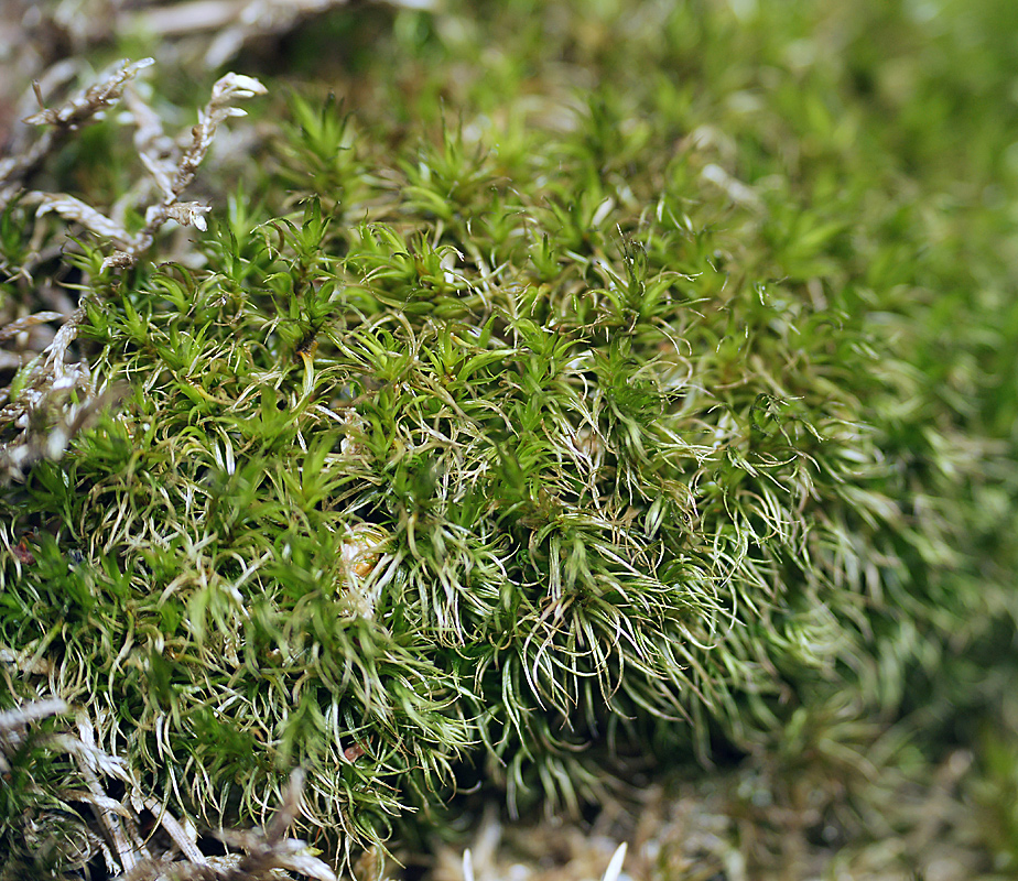 Image of genus Dicranum specimen.