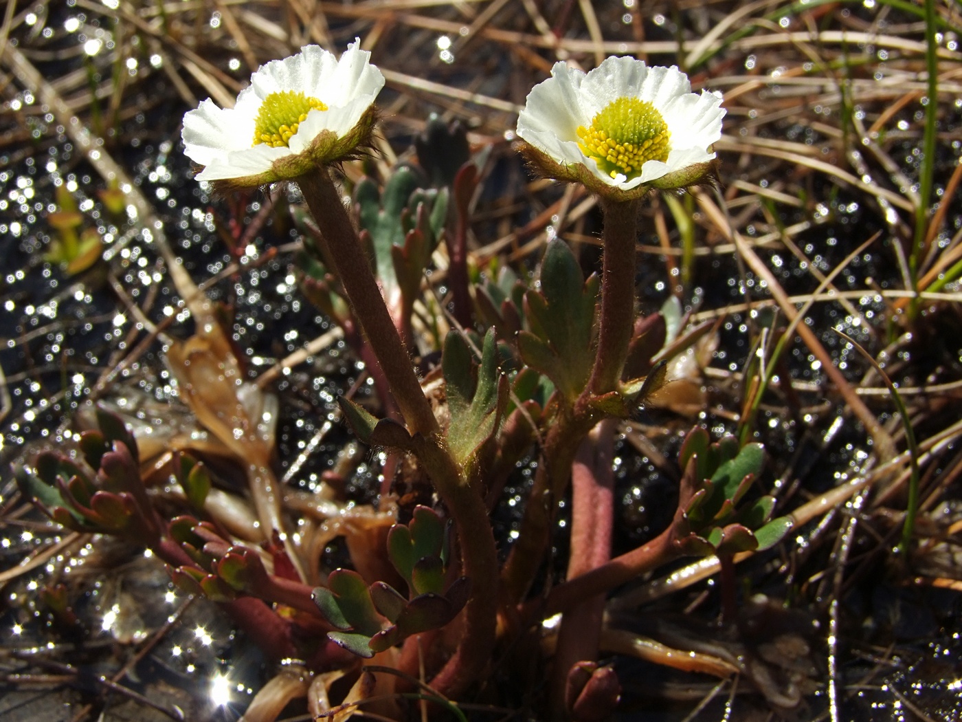 Изображение особи Beckwithia chamissonis.