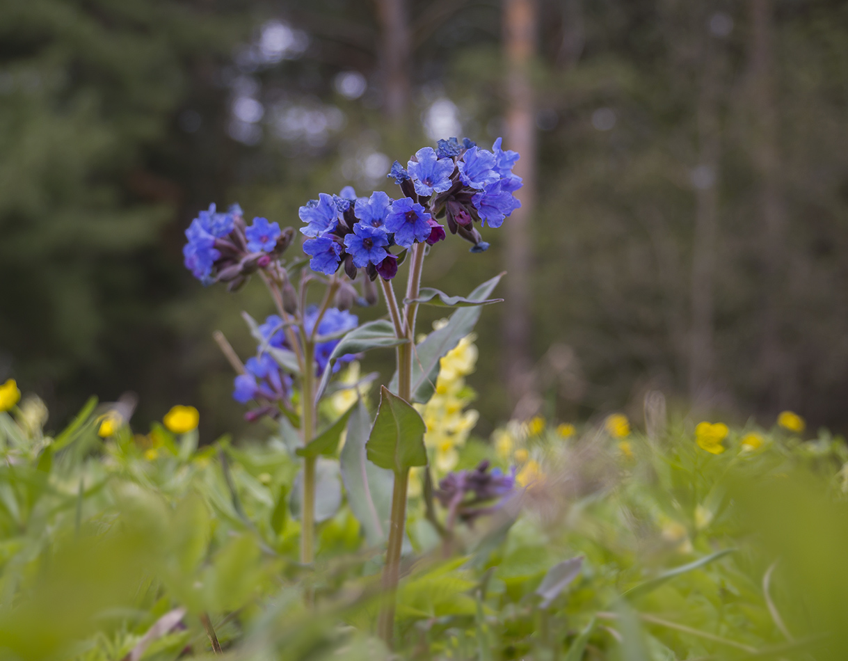 Изображение особи Pulmonaria mollis.