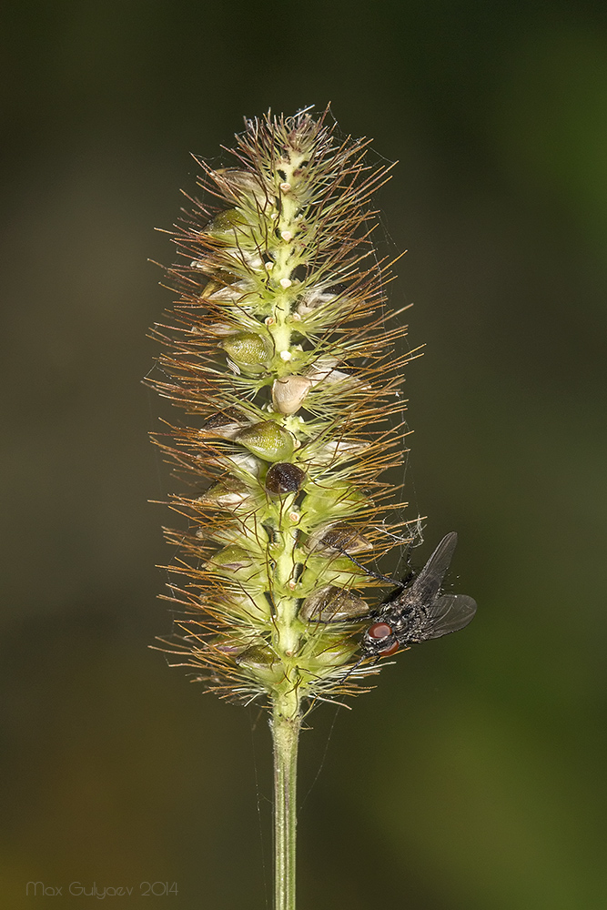 Image of Setaria pumila specimen.