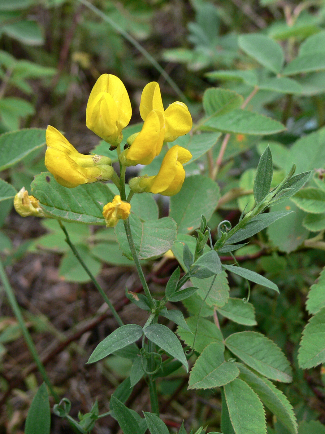 Изображение особи Lathyrus pratensis.