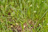 Смотреть изображение Valerianella carinata