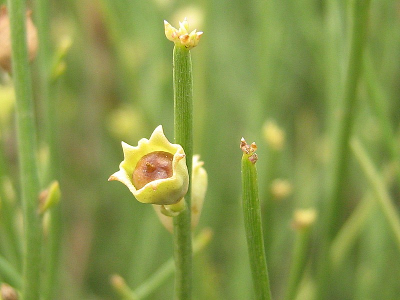 Изображение особи Dodartia orientalis.