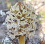 Orobanche crenata