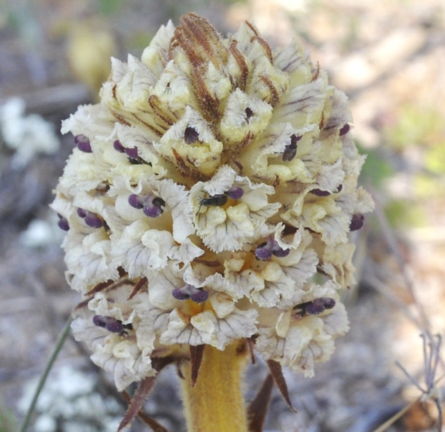 Image of Orobanche crenata specimen.