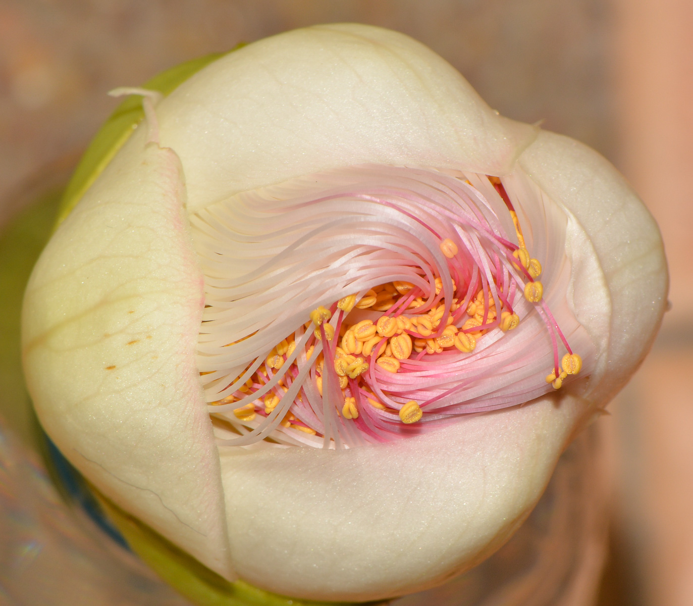 Image of Barringtonia asiatica specimen.