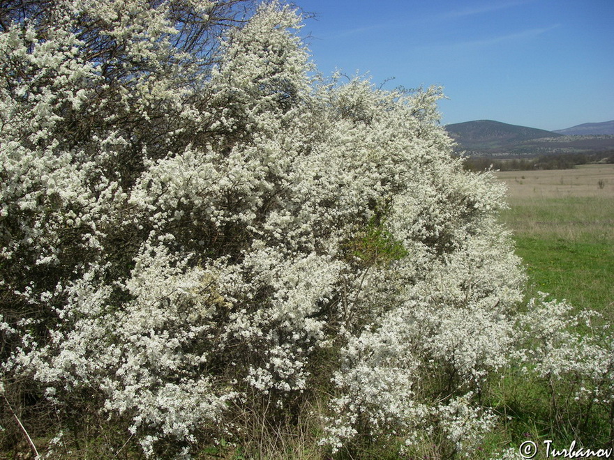 Image of Prunus stepposa specimen.