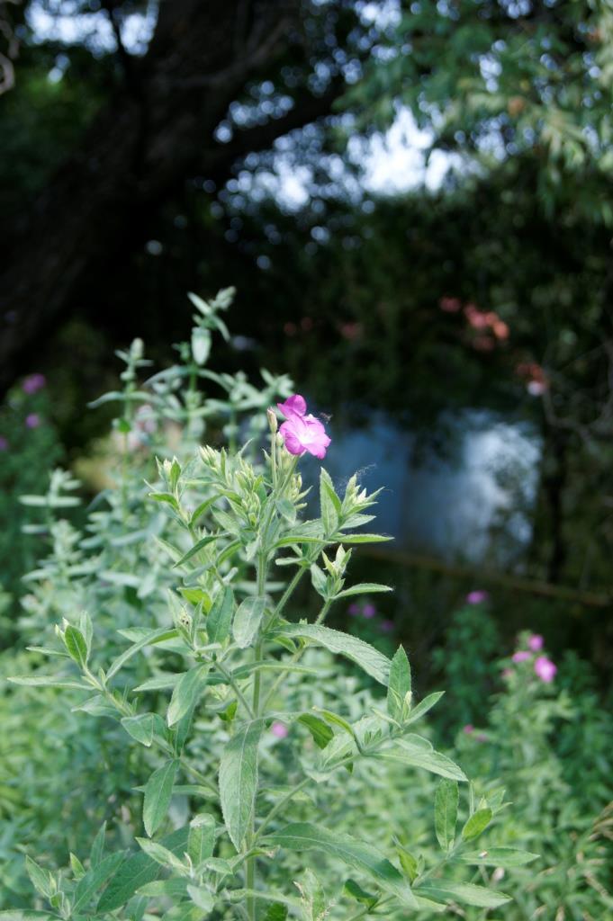 Изображение особи Epilobium hirsutum.