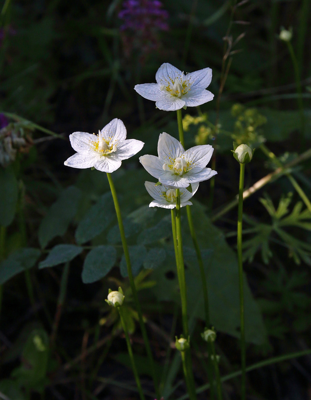 Изображение особи Parnassia palustris.