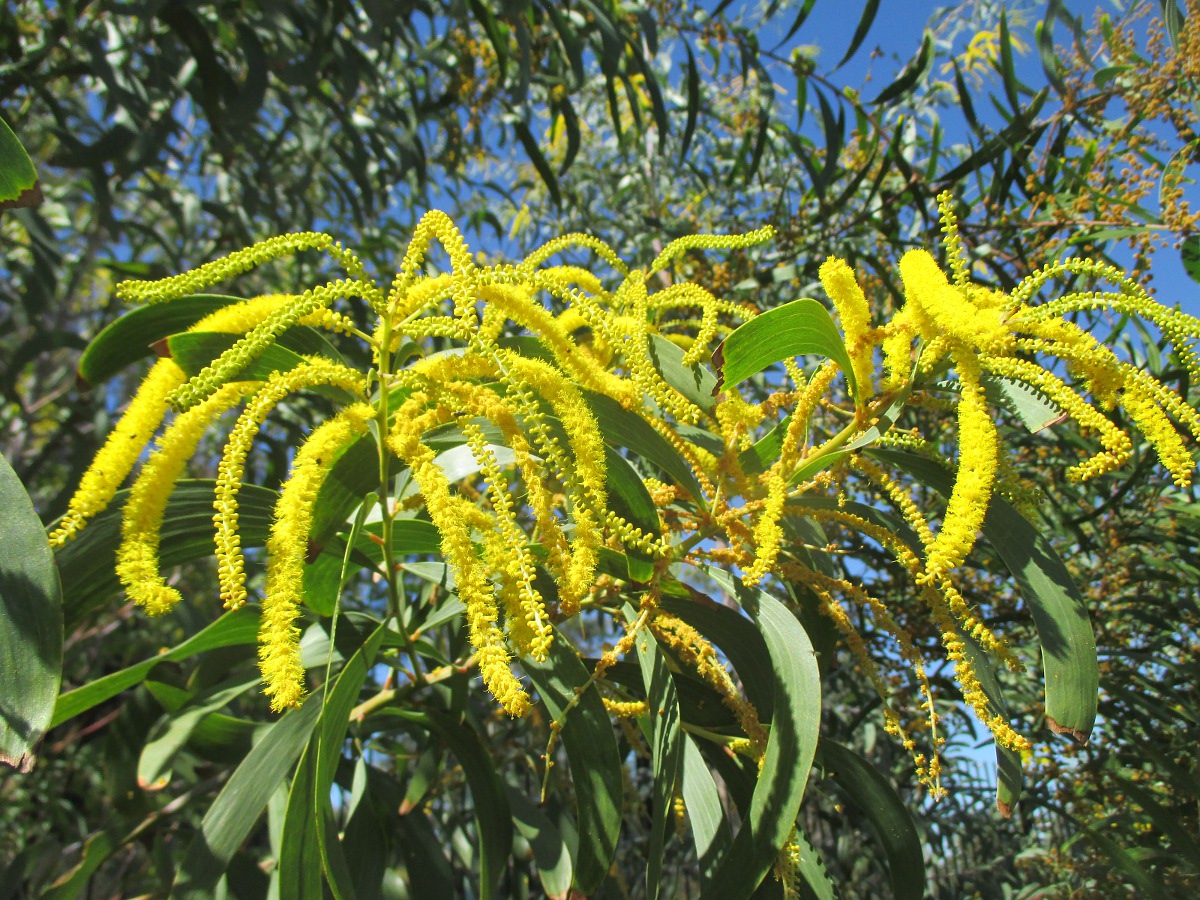 Image of Acacia cretata specimen.