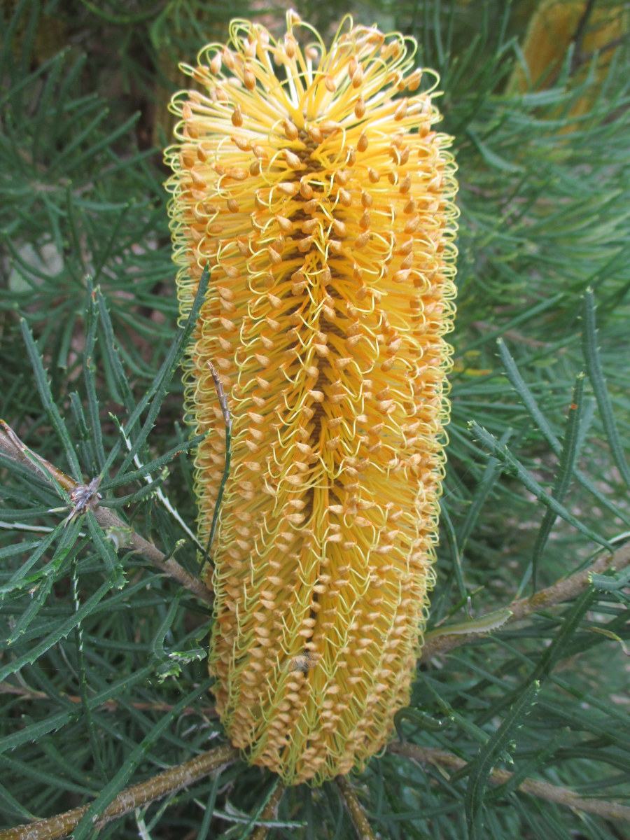 Image of Banksia spinulosa specimen.