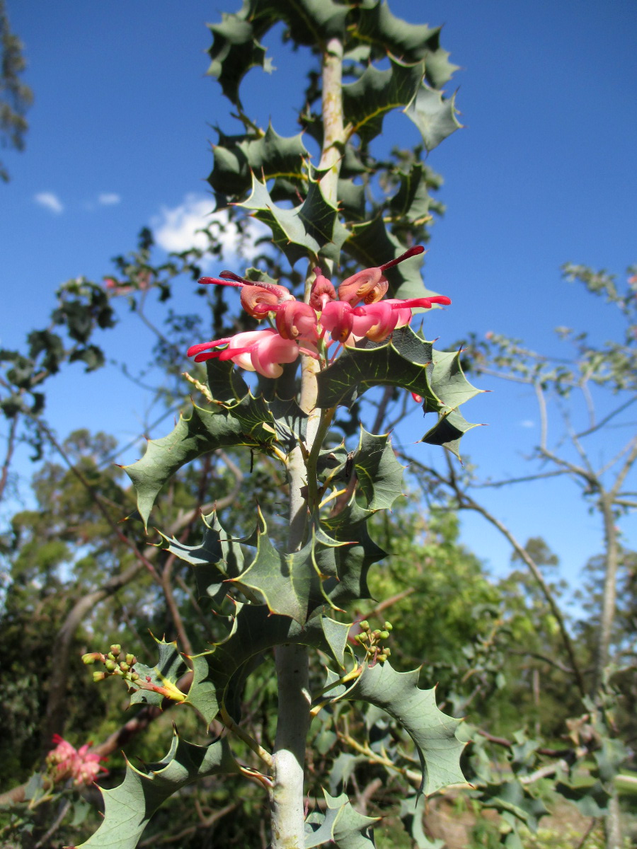 Image of Grevillea insignis specimen.