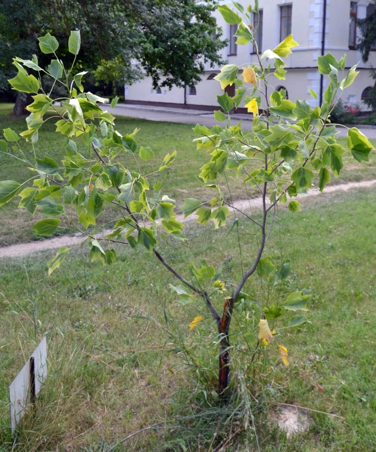 Image of Liriodendron tulipifera specimen.