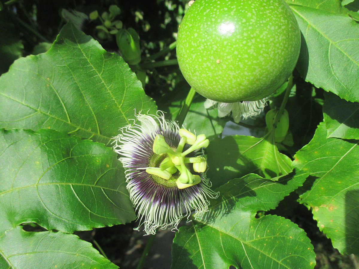 Изображение особи Passiflora edulis.