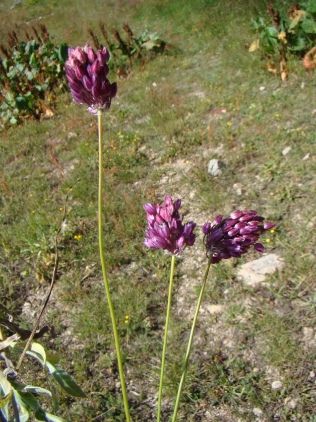 Image of Allium rotundum specimen.