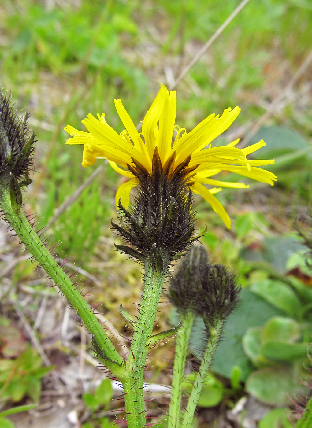 Image of Picris kamtschatica specimen.