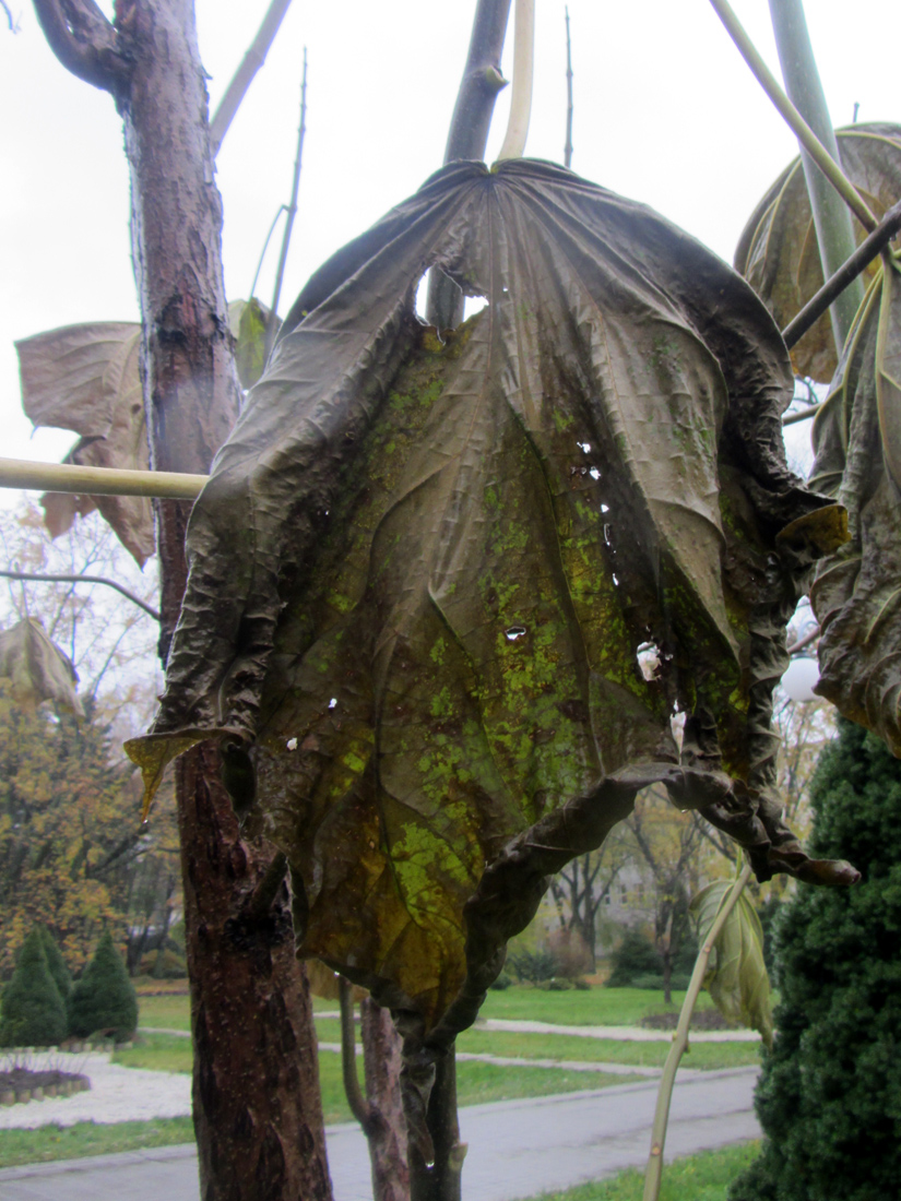 Image of Paulownia tomentosa specimen.