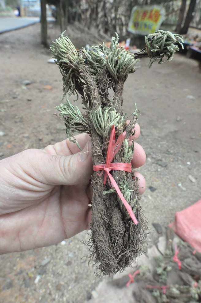 Image of Selaginella tamariscina specimen.